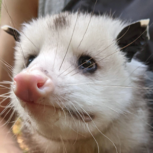 Wild Pines Sanctuary Residents OP